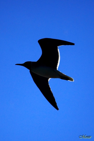 photo "Black and Blue" tags: nature, abstract, misc., 