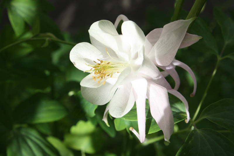 photo "***" tags: macro and close-up, nature, 