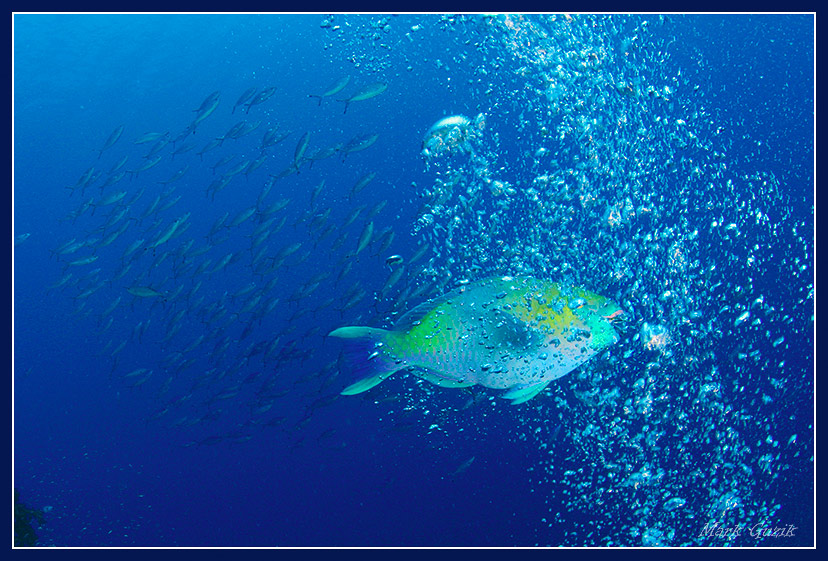 photo "Soda give!" tags: underwater, 