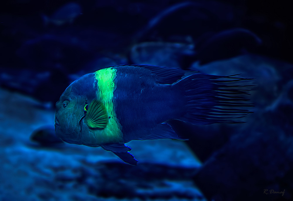 photo "Fishy" tags: , 