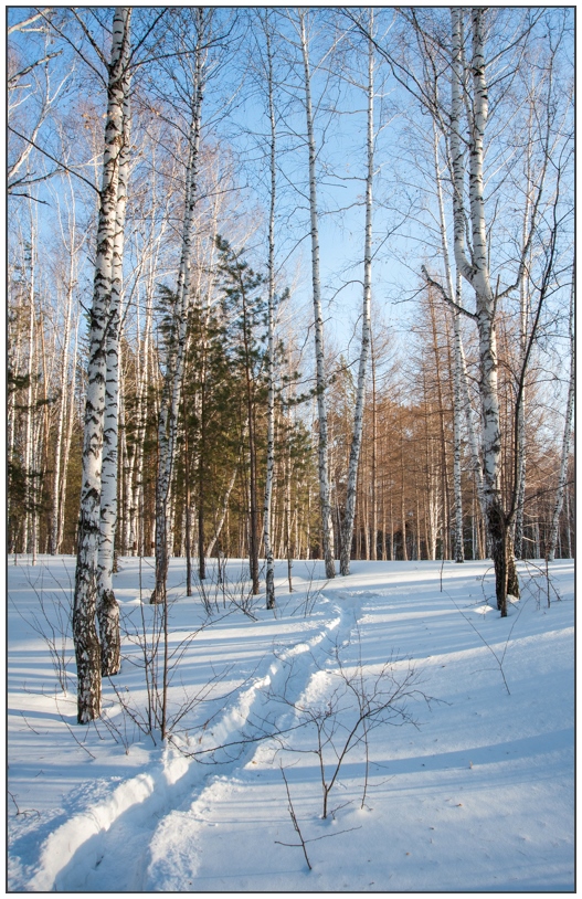 фото "Зимняя свежесть" метки: пейзаж, зима, лес