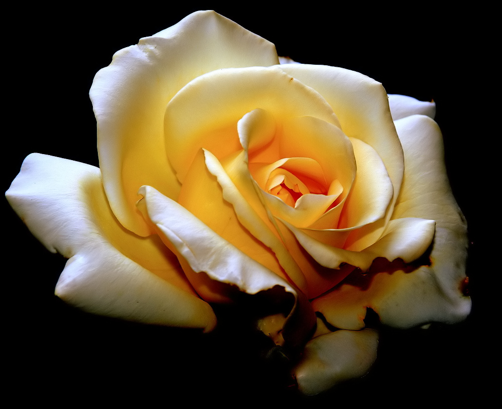 фото ""A Rose..."" метки: природа, макро и крупный план, 