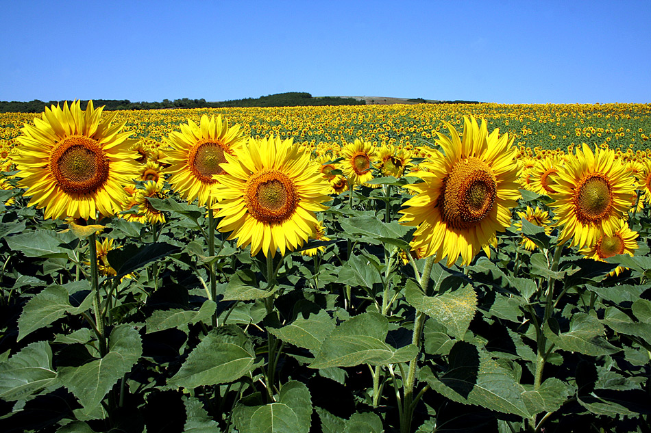 photo "***" tags: landscape, field, summer, sunflower