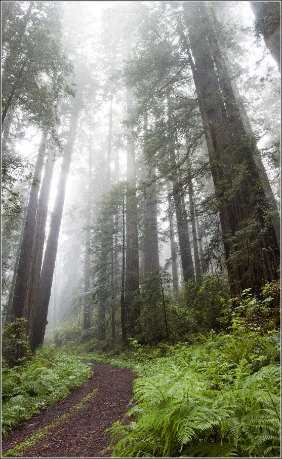 photo "***" tags: landscape, Redwood forest