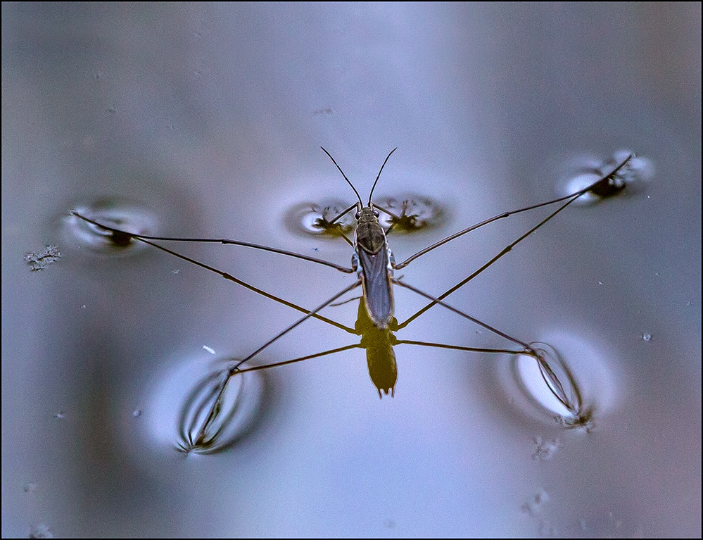 photo "***" tags: macro and close-up, nature, 