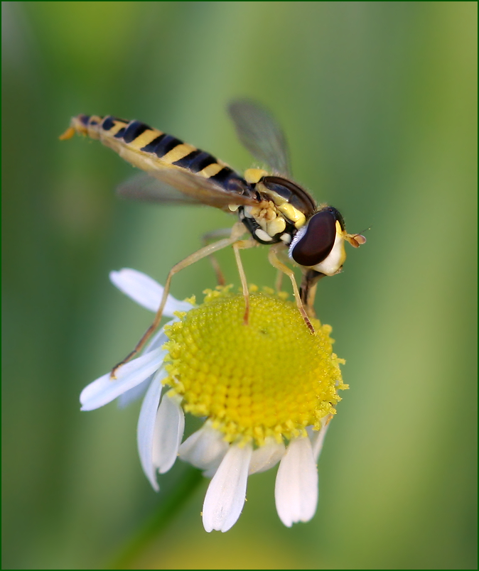 photo "Yellow summer" tags: nature, macro and close-up, Мушка