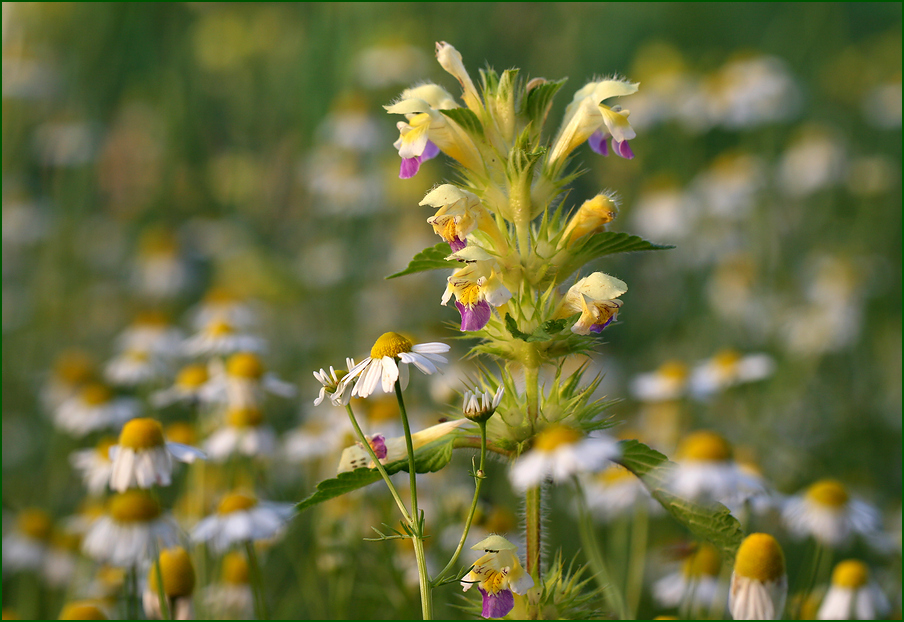 фото "Разговор" метки: природа, макро и крупный план, Полевые цветы