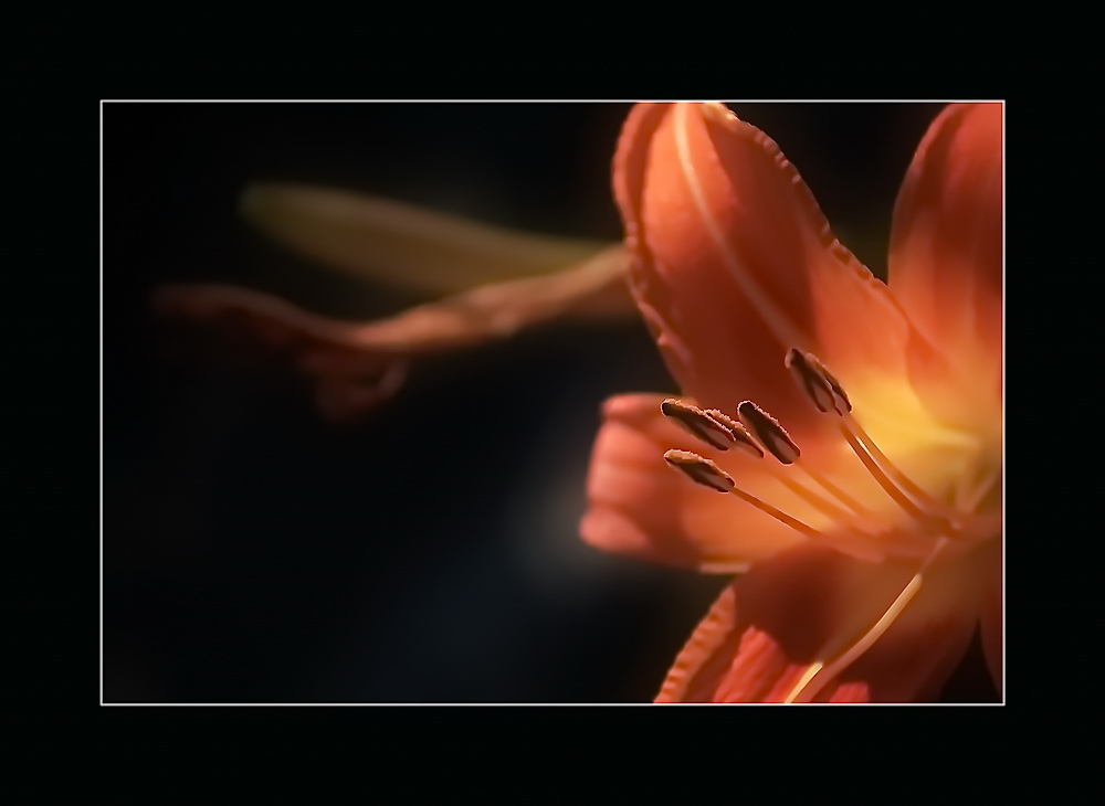 фото "Orange" метки: разное, 