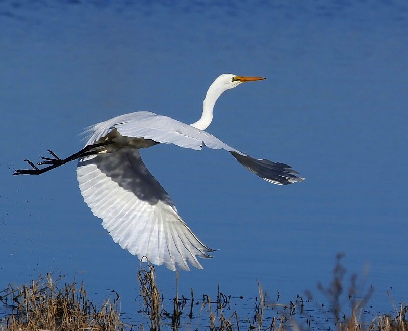 photo "Egretta" tags: nature, 