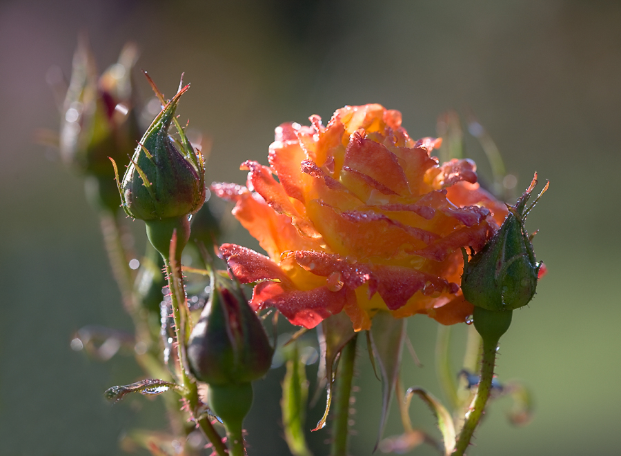 фото "july morning" метки: макро и крупный план, природа, лето, роза, свет, утро, цветок