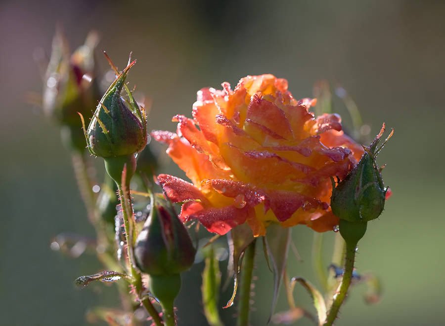 photo "***" tags: macro and close-up, nature, light, morning, rose, summer, цветок