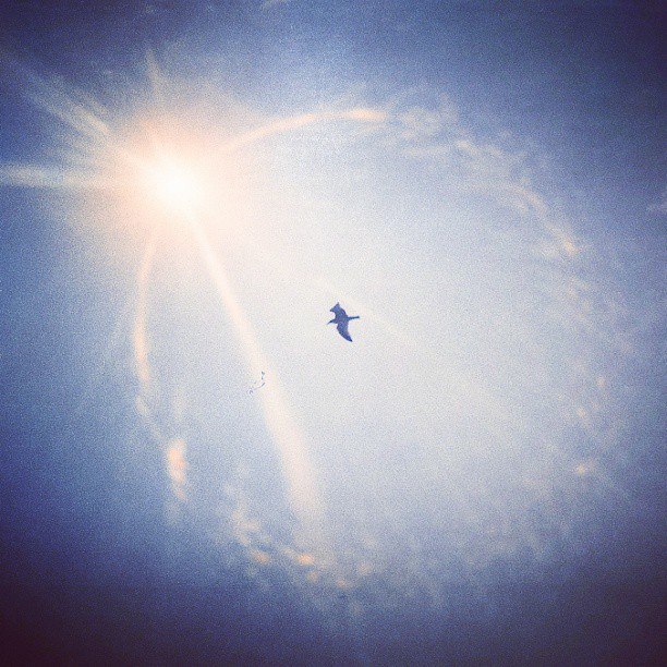 photo "***" tags: travel, nature, abstract, bird, flight, sea, sky, summer, sun, чайка