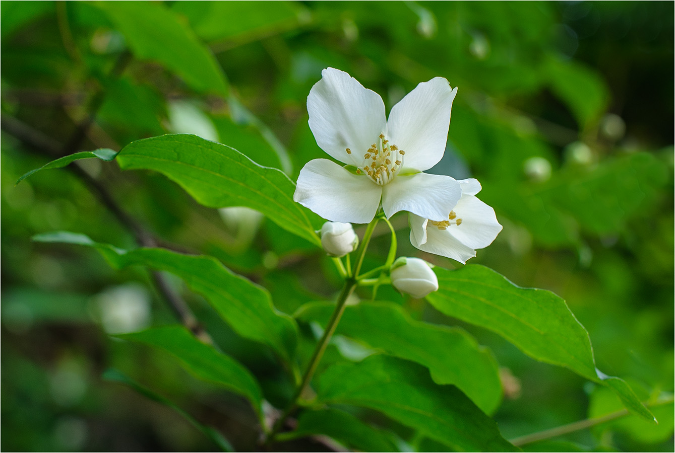 photo "***" tags: macro and close-up, nature, 