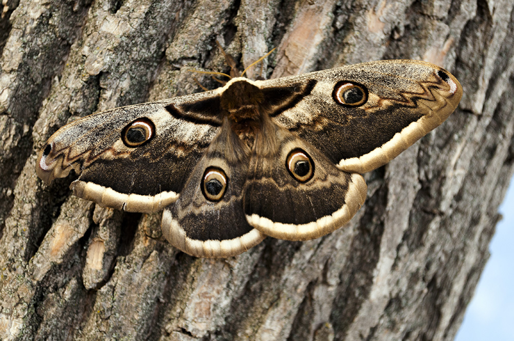 photo "***" tags: macro and close-up, 