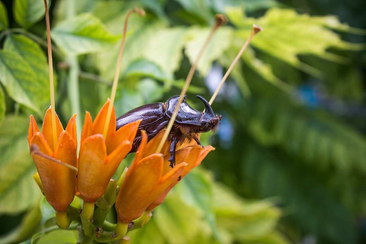 photo "***" tags: nature, macro and close-up, 