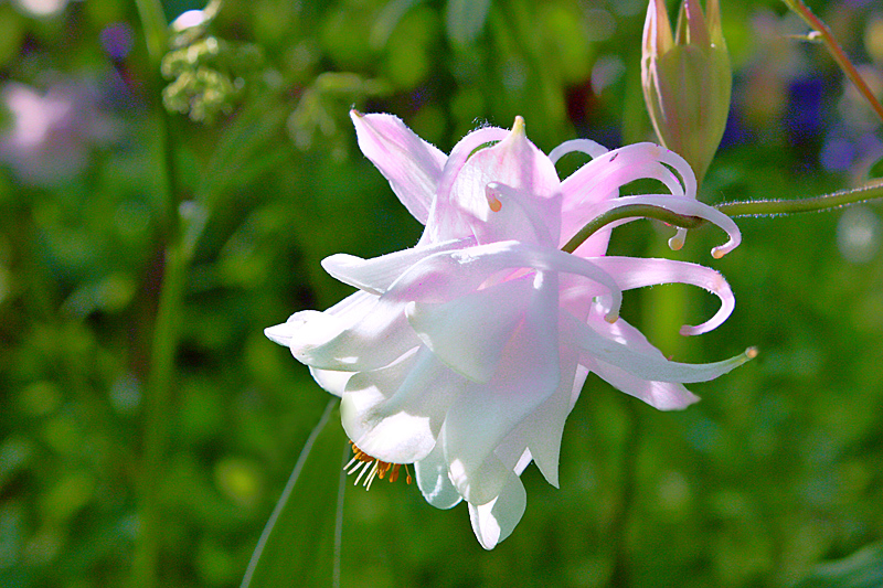 photo "Light flower" tags: macro and close-up, 