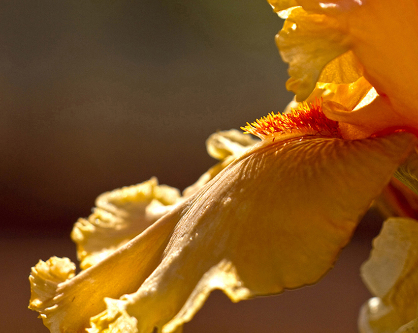 photo "Orange Iris Petal" tags: macro and close-up, nature, abstract, flowers