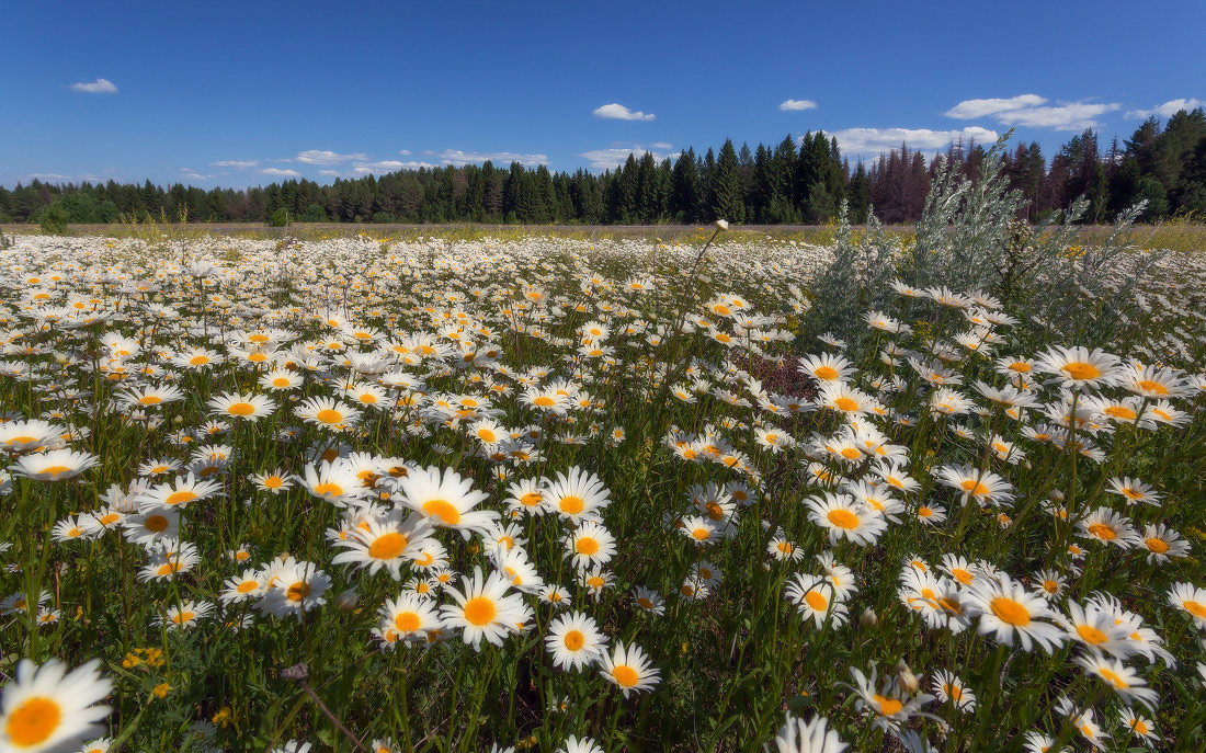 photo "***" tags: landscape, field, flowers, forest, summer, ромашки