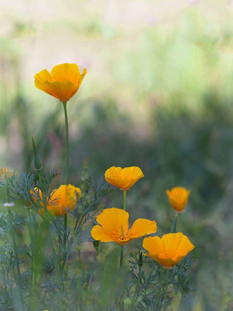 photo "***" tags: nature, macro and close-up, калифорнийский мак, эшшольция калифорнийская