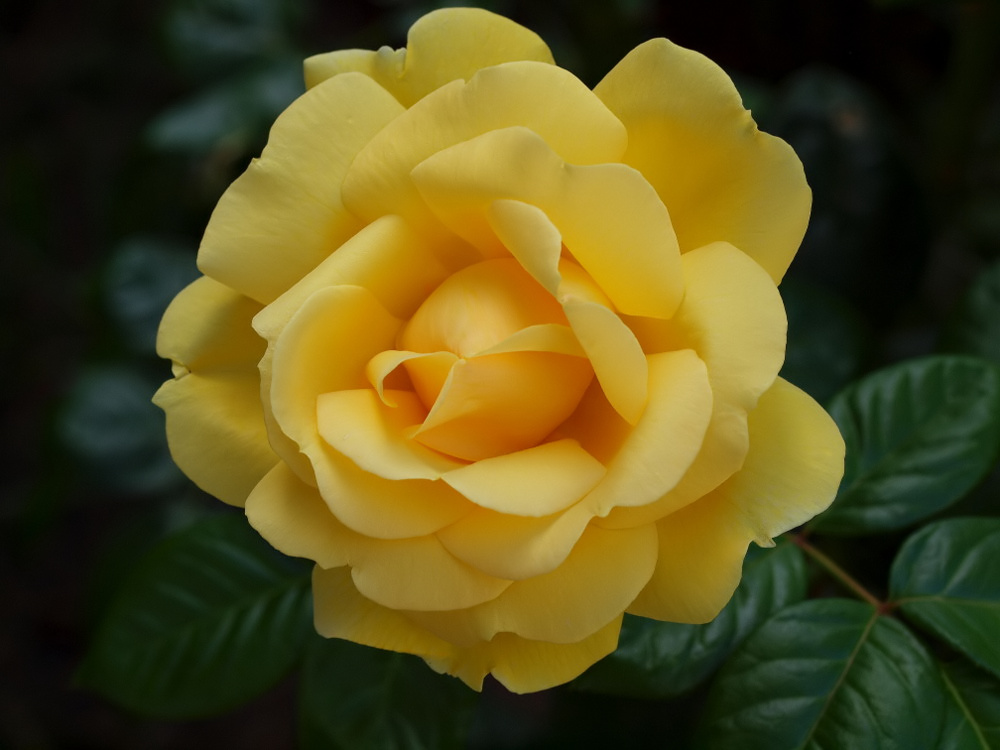 photo "The Yellow Rose!" tags: nature, macro and close-up, 