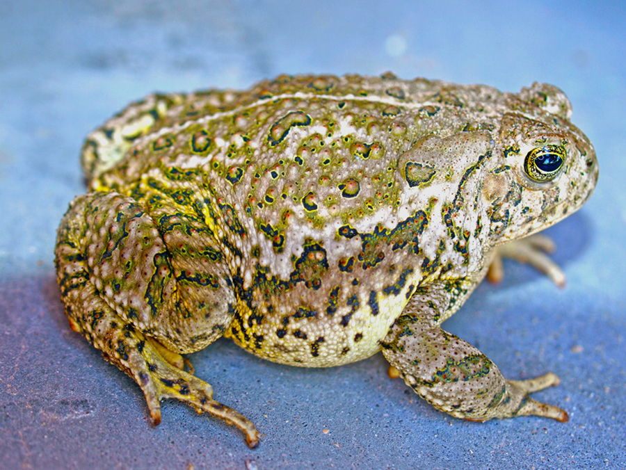 photo "Texas Toad" tags: nature, macro and close-up, 