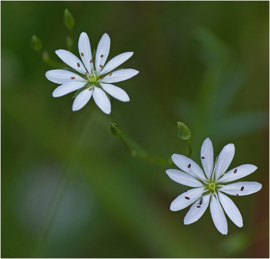 photo "* * *" tags: nature, flowers, summer