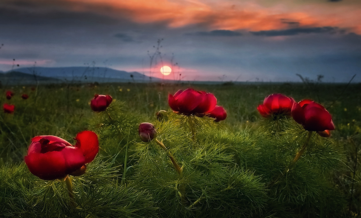 фото "Дикие пиончики-II" метки: пейзаж, 