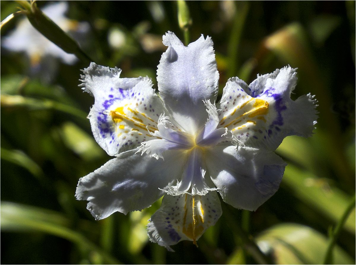 photo "Macro with lace" tags: macro and close-up, iris, ирис