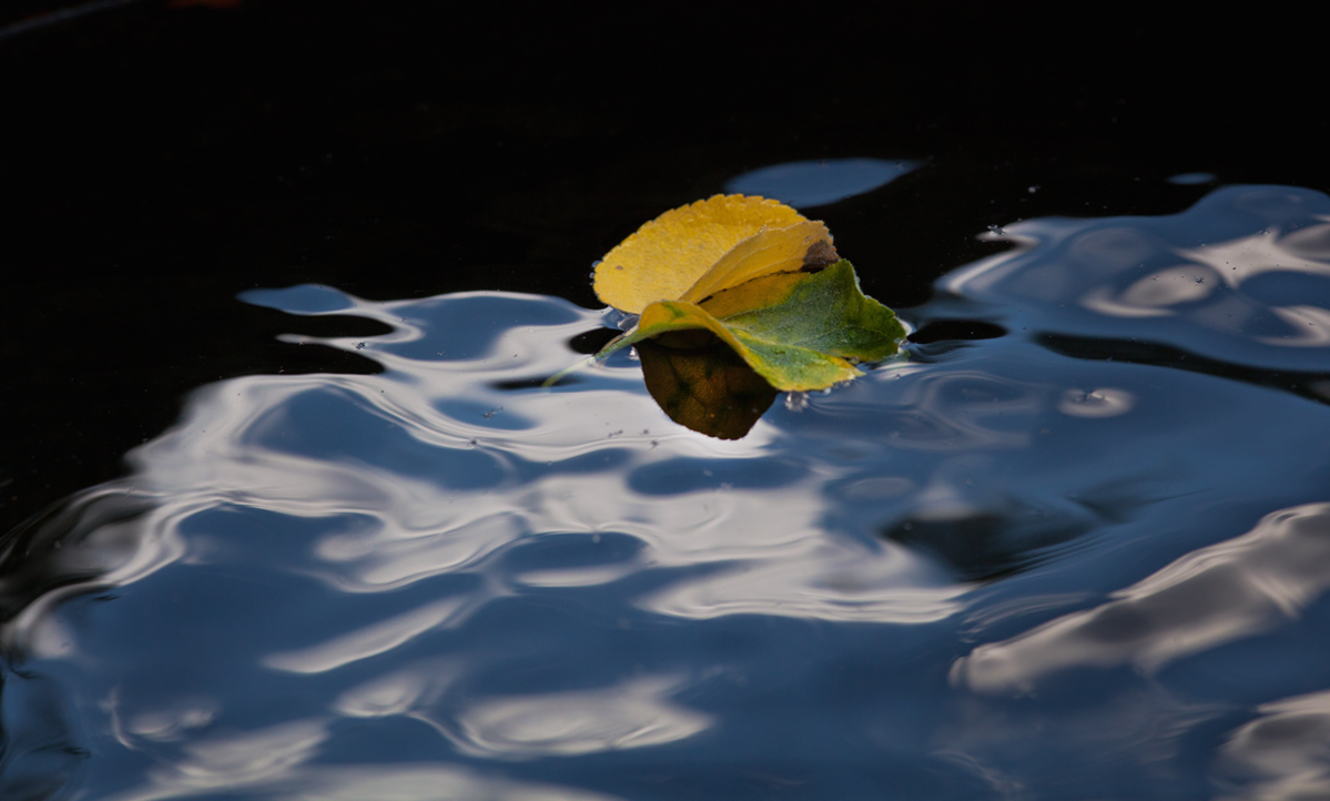 photo "***" tags: macro and close-up, nature, 