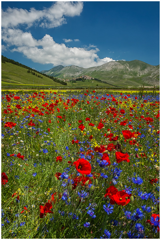 photo "Flowerland" tags: landscape, 