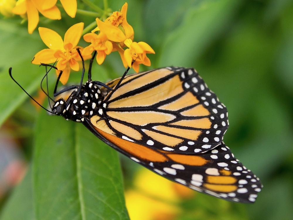 photo "Danaus plexippus" tags: macro and close-up, nature, Danaus plexippus, butterfly, monarch