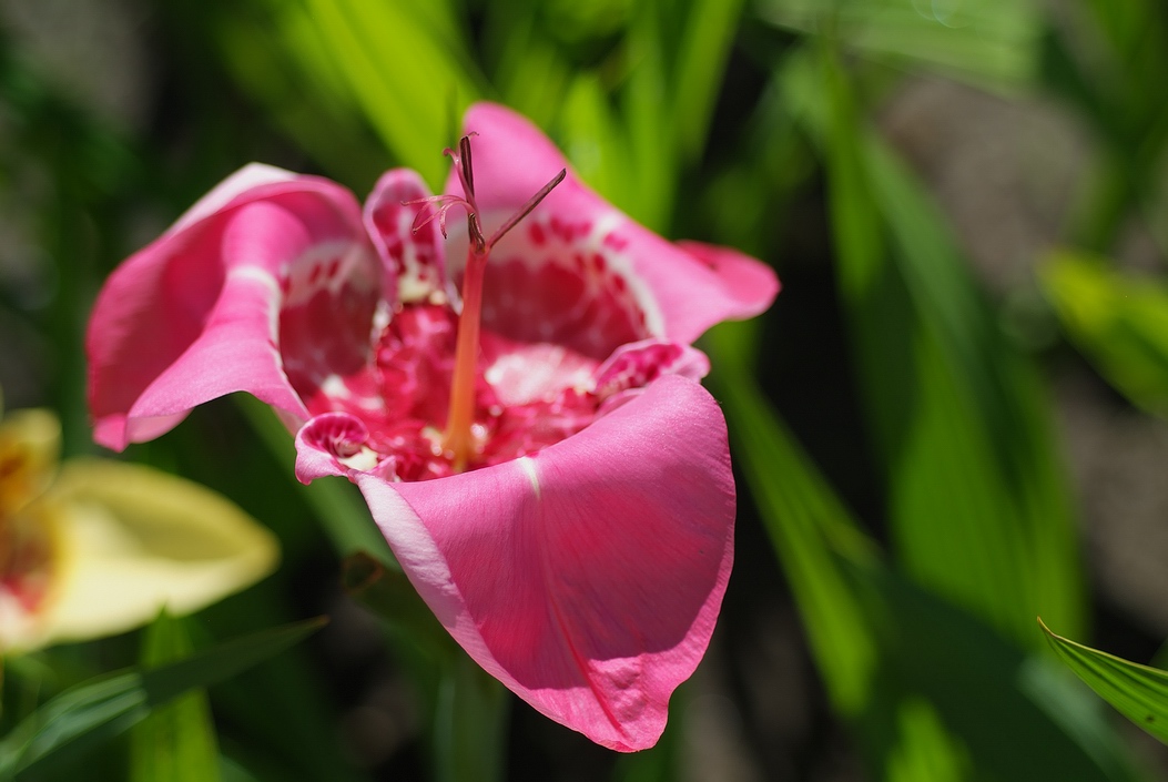 photo "***" tags: macro and close-up, 