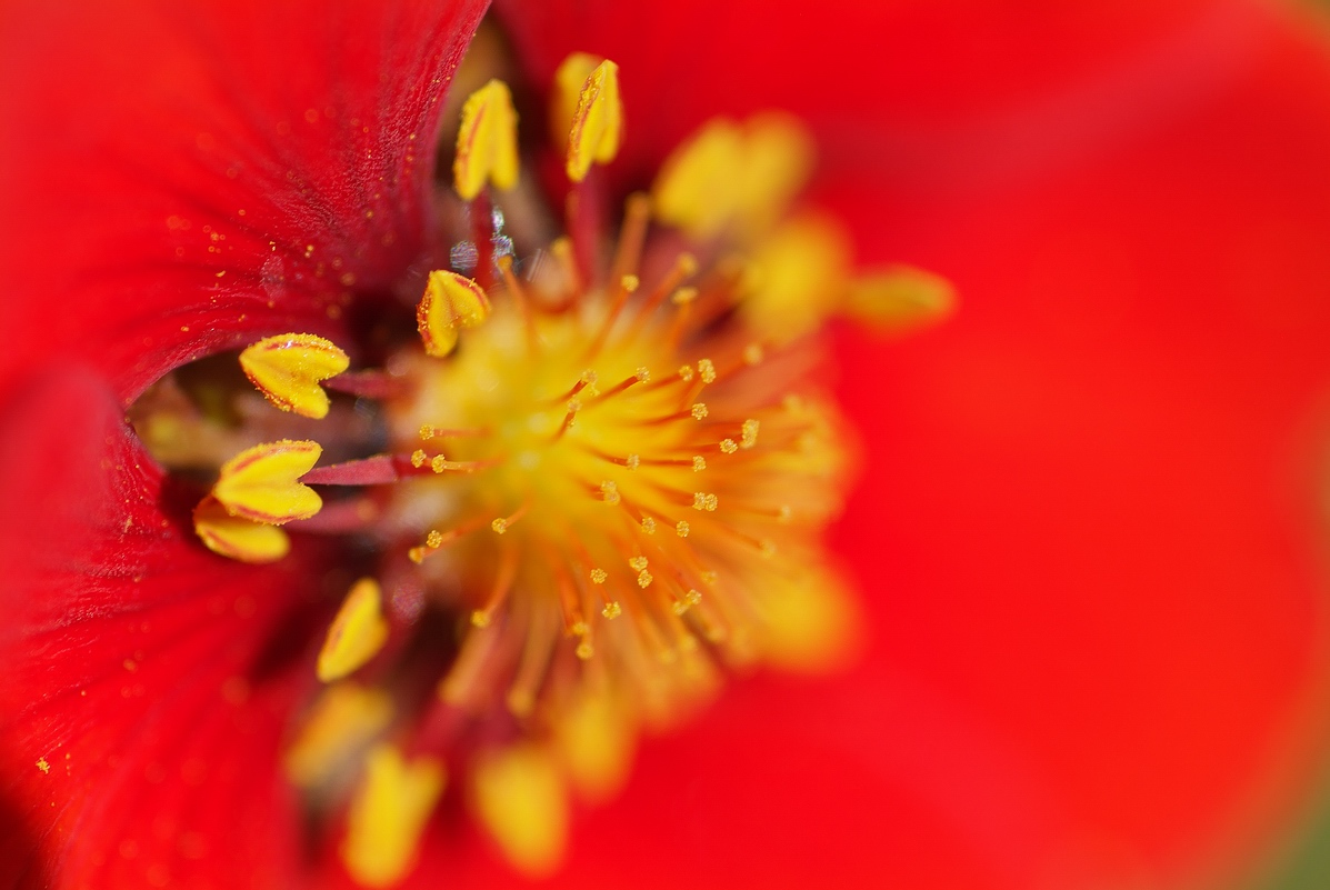 photo "***" tags: macro and close-up, 