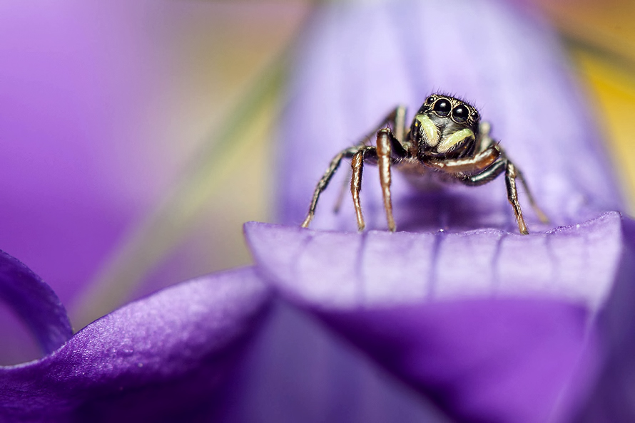 photo "***" tags: macro and close-up, nature, паук прыгун