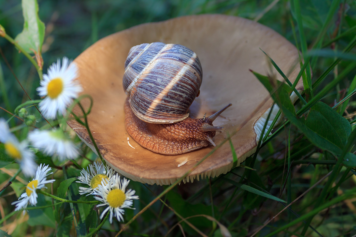 photo "***" tags: nature, гриб, ромашки, улитка