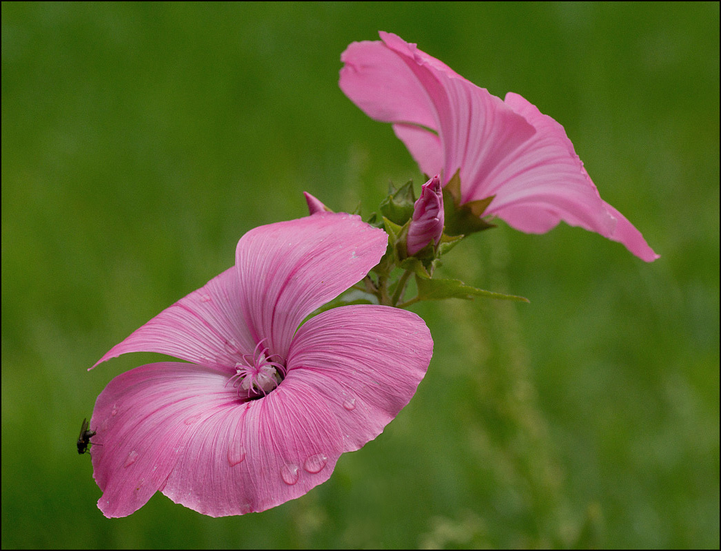 photo "* * *" tags: nature, macro and close-up, flowers, summer