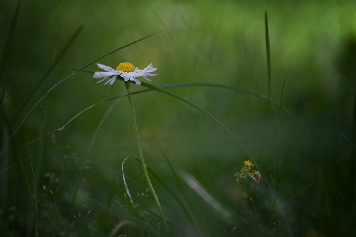 photo "***" tags: macro and close-up, nature, 