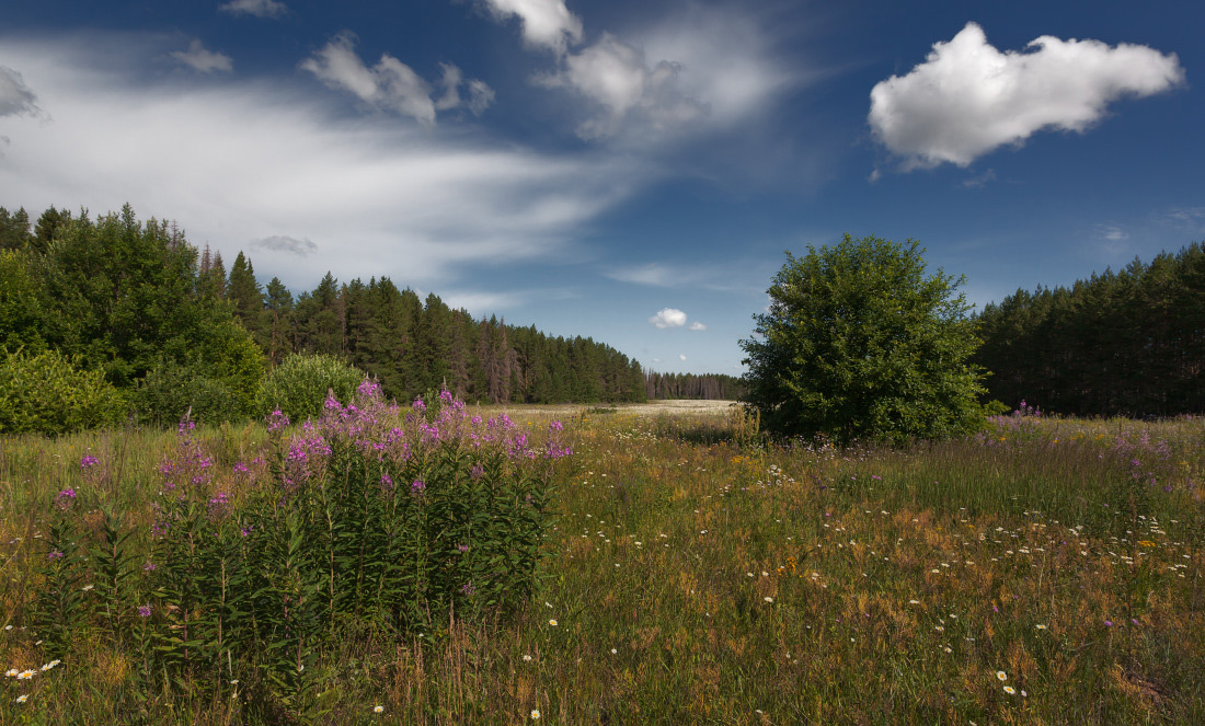 photo "***" tags: landscape, clouds, flowers, forest, grass, summer, деревья, поляна