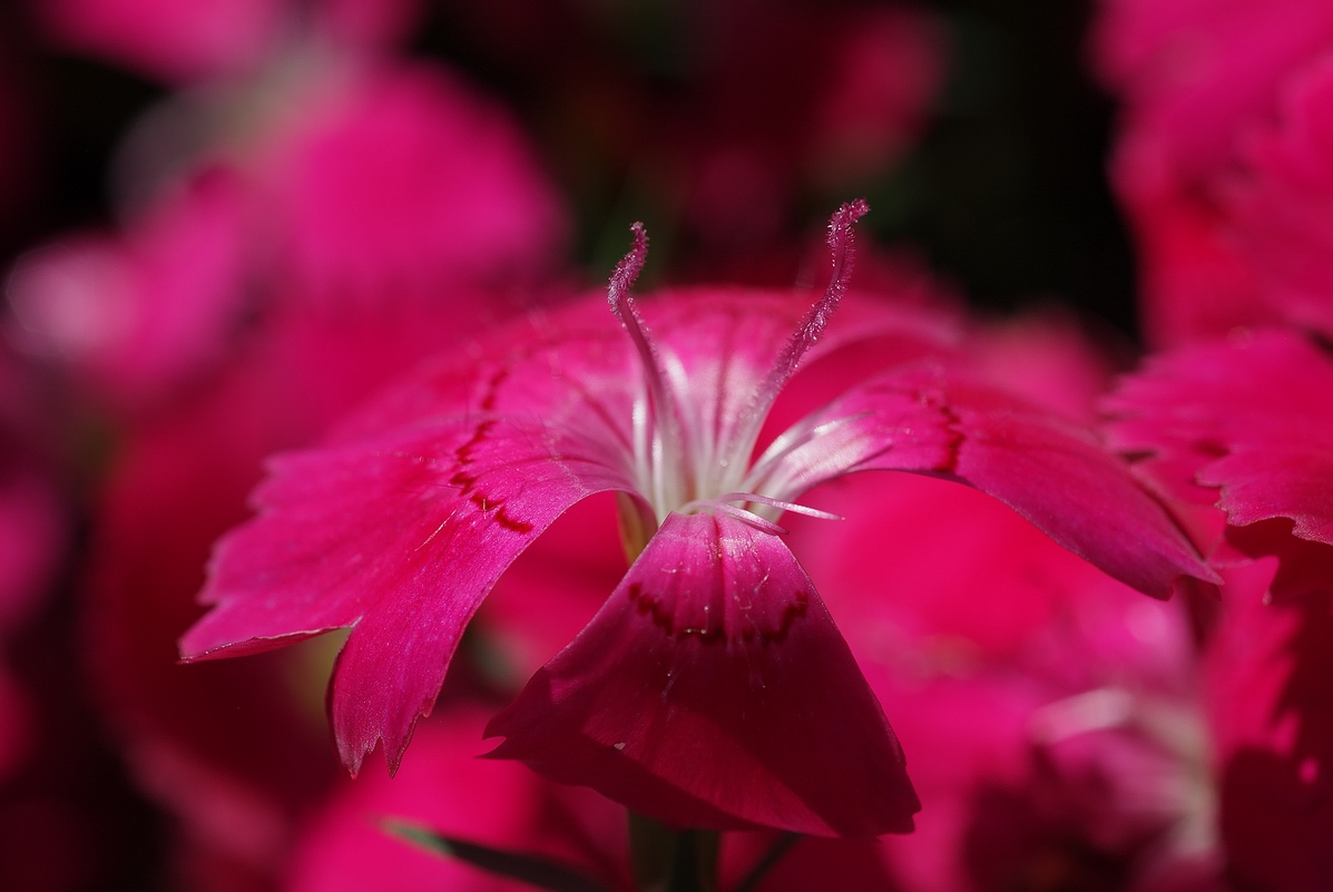 photo "***" tags: macro and close-up, 