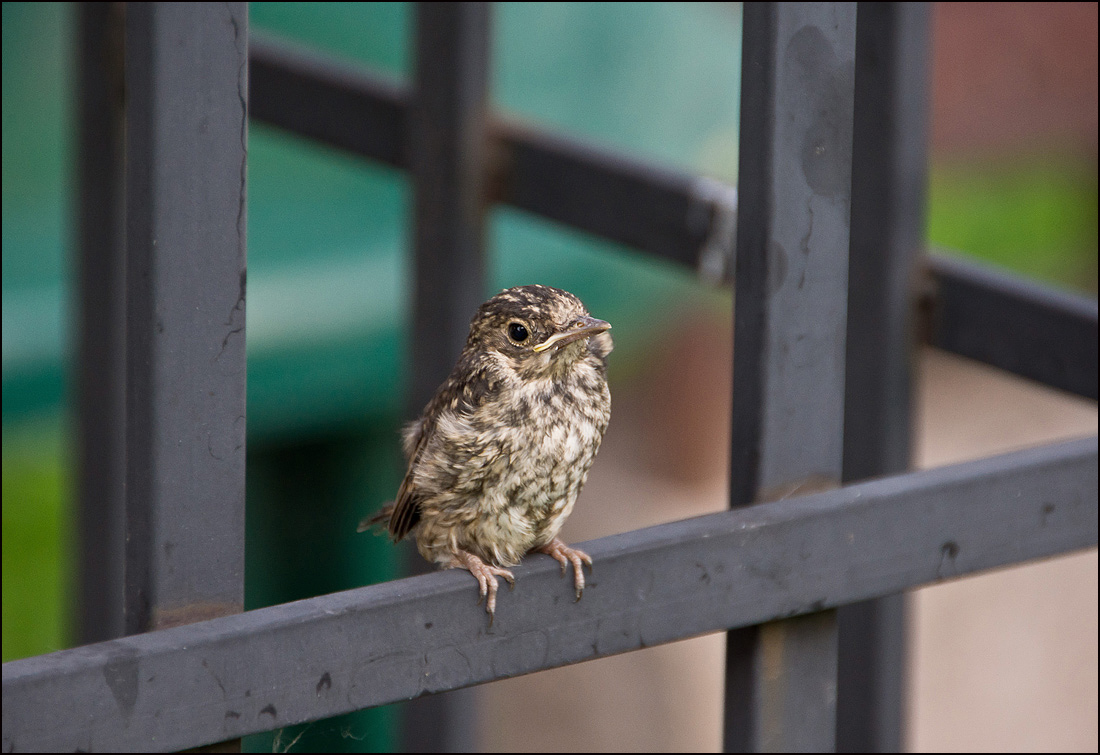 photo "Survive or will not survive?" tags: nature, summer, птенец