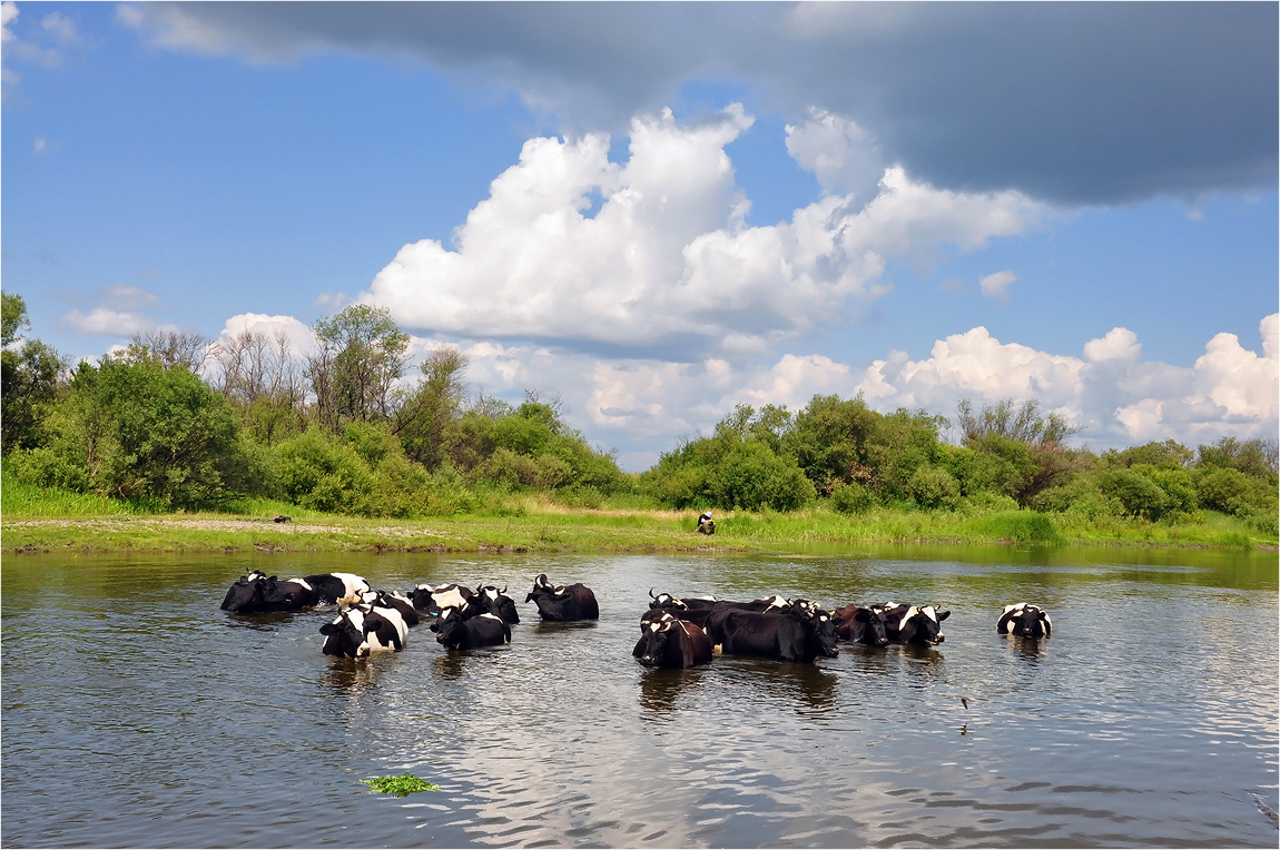 photo "***" tags: landscape, nature, river, summer, пастух и стадо коров