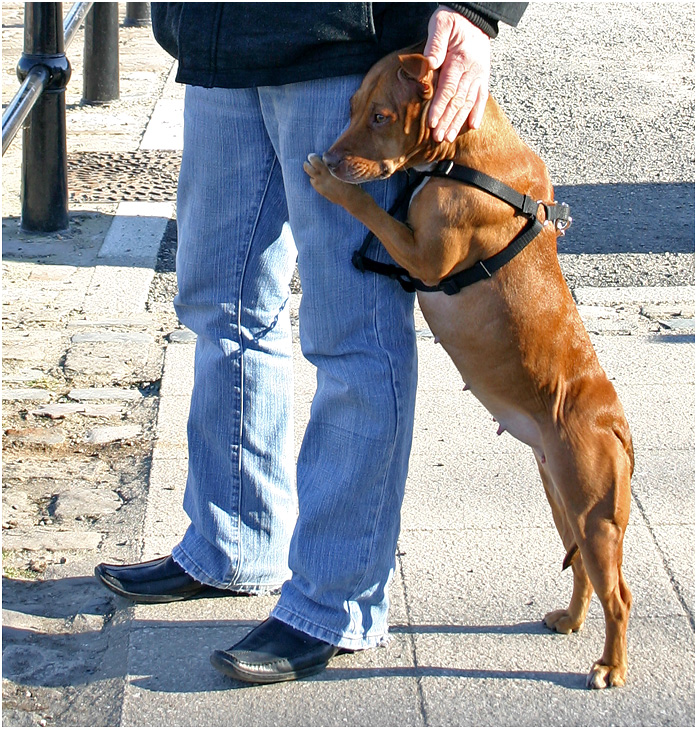 photo "I will give you to nobody..." tags: street, genre, собака