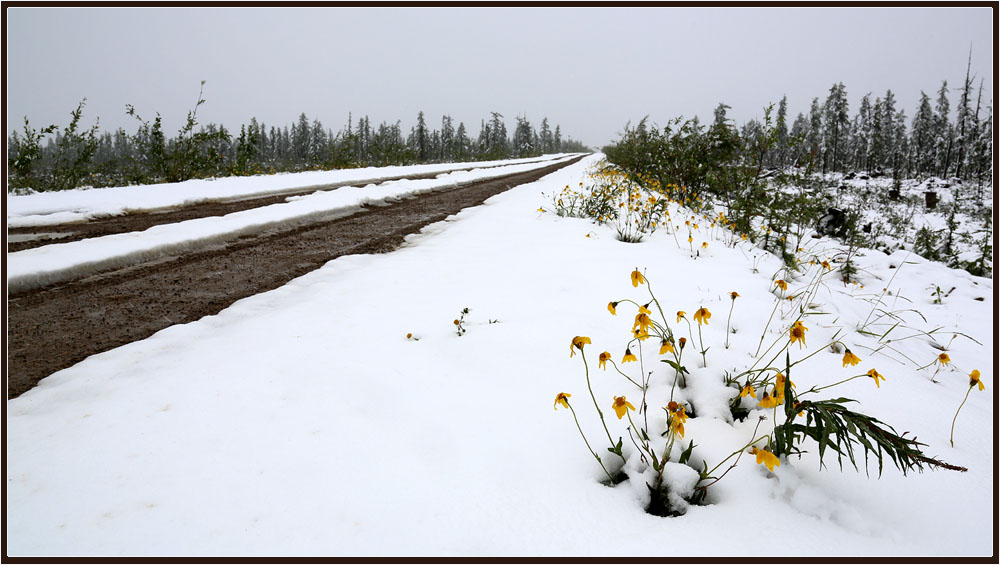 photo "***" tags: landscape, flowers, road, snow, taiga