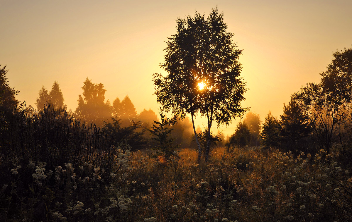 photo "***" tags: landscape, nature, travel, morning, sunrise, Берёза
