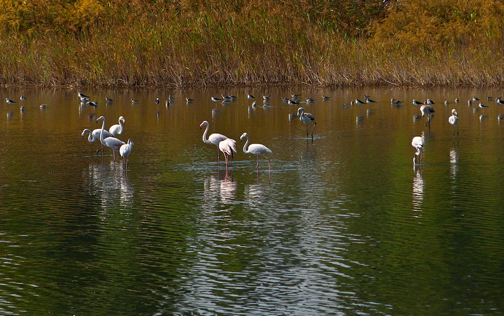 photo "Tagus River" tags: landscape, nature, panoramic, Tagus, Tejo, animals, birds, estuary, portugal, wild animals