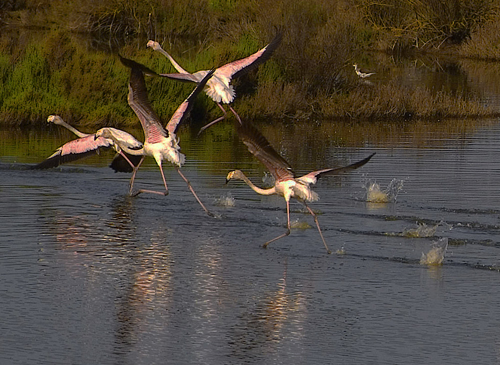 photo "Escape" tags: nature, landscape, panoramic, Europe, Tagus, Tejo, animals, birds, estuary, portugal, water, wild animals