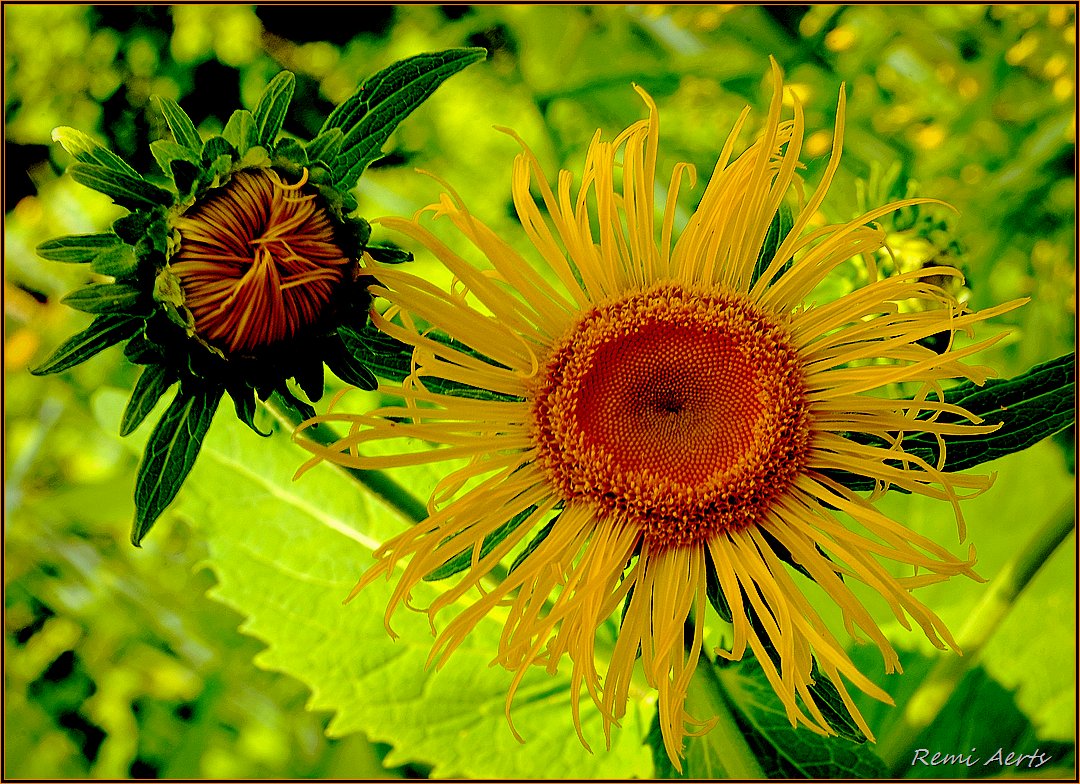 photo "***" tags: macro and close-up, nature, 