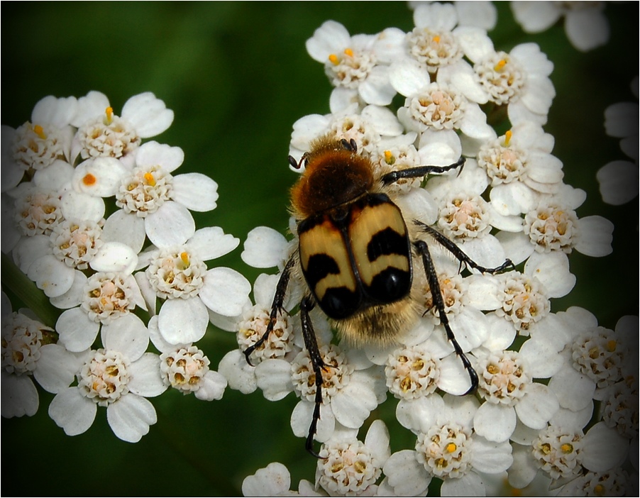 photo "***" tags: macro and close-up, 