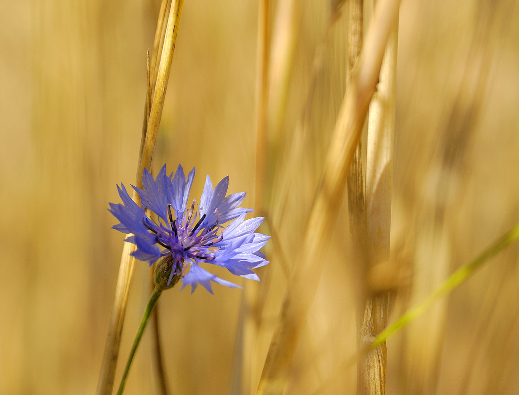 photo "Weed Plant" tags: macro and close-up, nature, василек, рожь