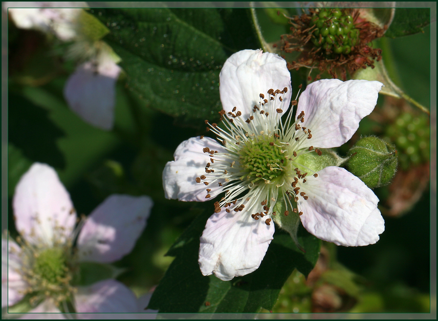 photo "BlackBerry blossom" tags: nature, summer, ежевика